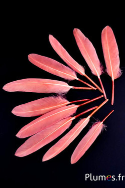 Gans - 10-15 cm - perzik